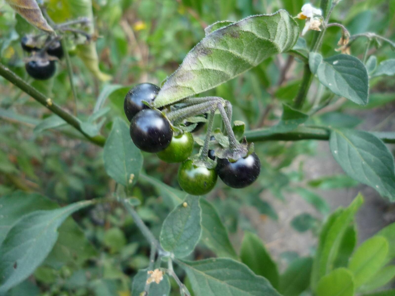 High Resolution Solanum douglasii Fruit